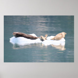 Seals on Ice Poster