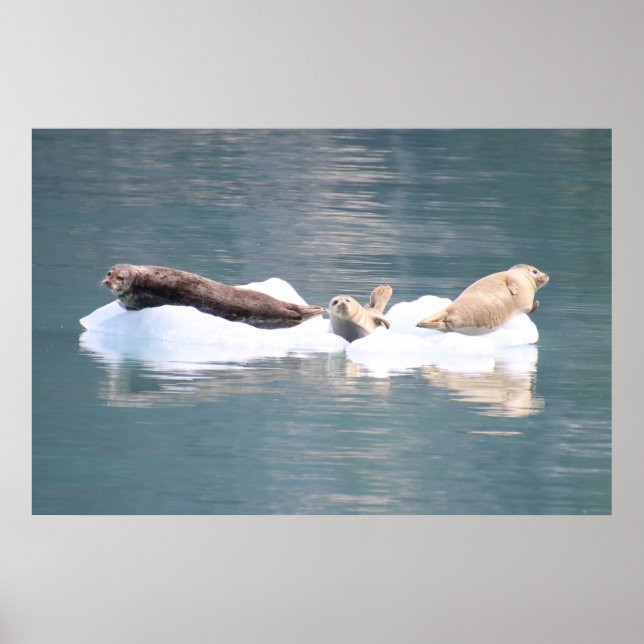 Seals on Ice Poster (Front)