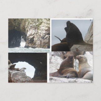 Seals Peru Collage DIY Postcard