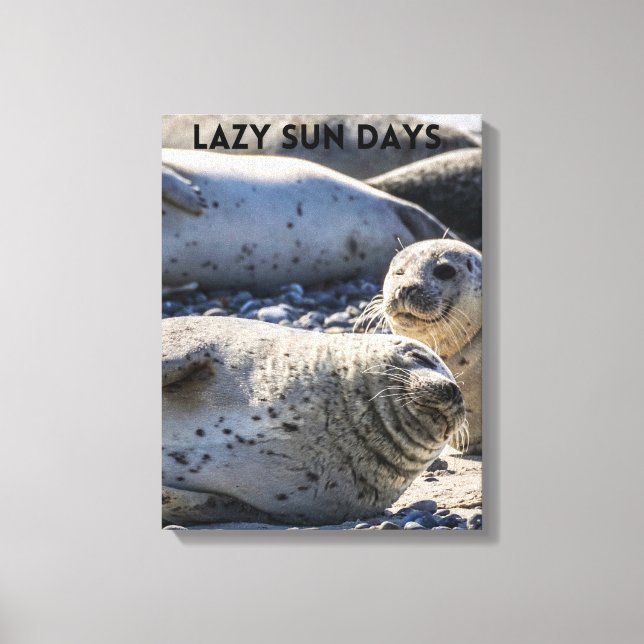 Seals Relaxing on Sand and Pebbles Canvas Print (Front)