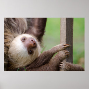 Sean Graesser Sloth Poster