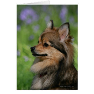 Séance de Headshot de Pomeranian