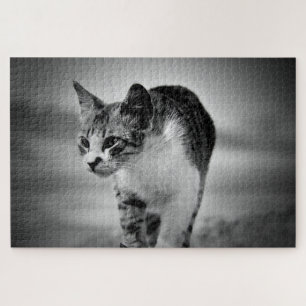 searching cat puzzle