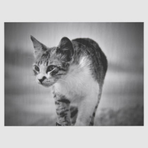 searching cat tissue paper