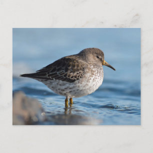 Searching Rock Sandpiper Postcard