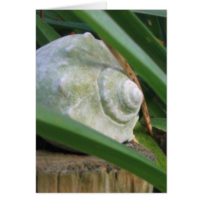 Seashell (Front)