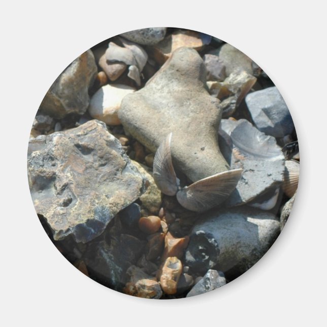 seashell 3 magnet (Front)