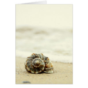 Seashell Alone On Beach