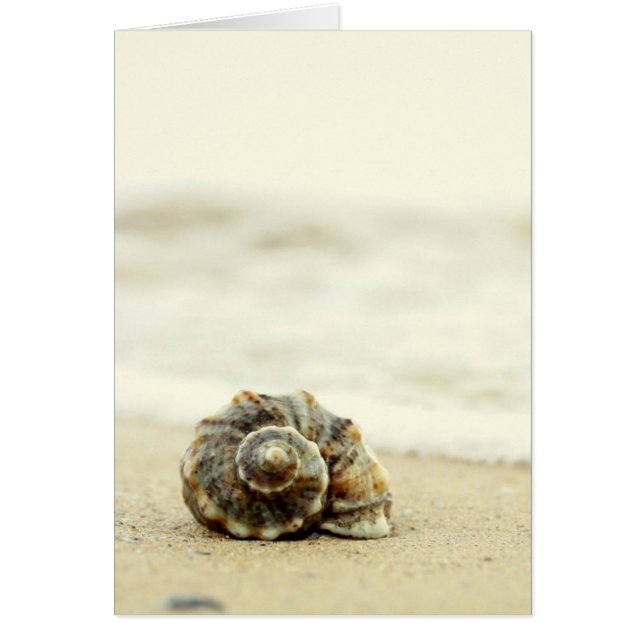 Seashell Alone On Beach (Front)
