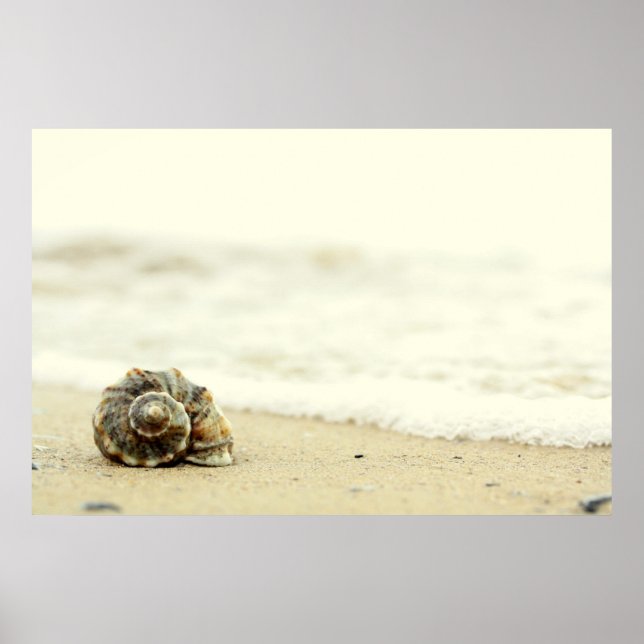 Seashell Alone On Beach Poster (Front)