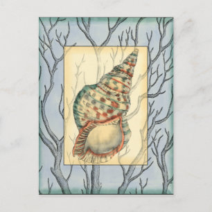 Seashell and Tree Branches Postcard