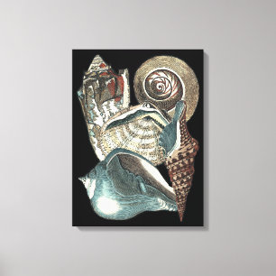 Seashell Anthology Canvas Print