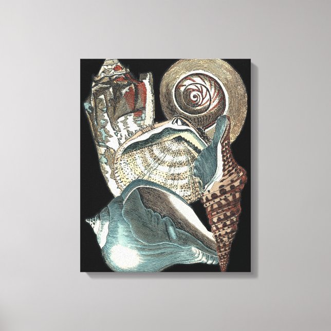 Seashell Anthology Canvas Print (Front)