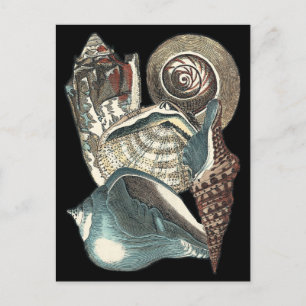 Seashell Anthology Postcard