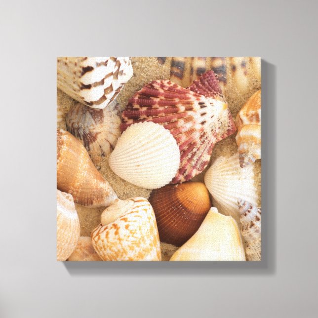 Seashell Arrangement Canvas Print (Front)