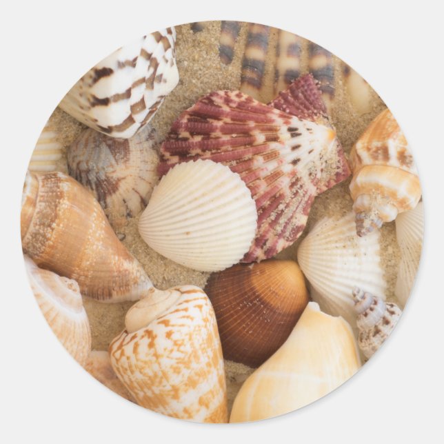 Seashell Arrangement Classic Round Sticker (Front)