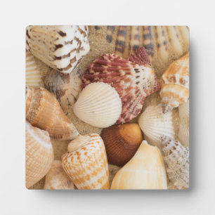 Seashell Arrangement Plaque