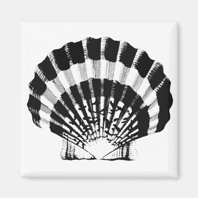 Seashell - black and white magnet (Front)