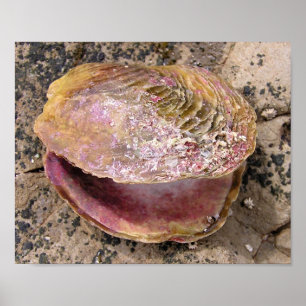 Seashell by the seashore poster