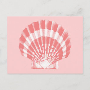 Seashell - coral pink and white postcard