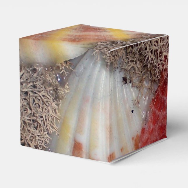 Seashell Favor Box (Back Side)