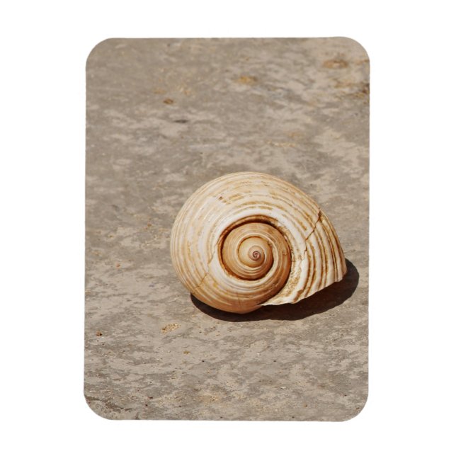 SeaShell Magnet (Vertical)