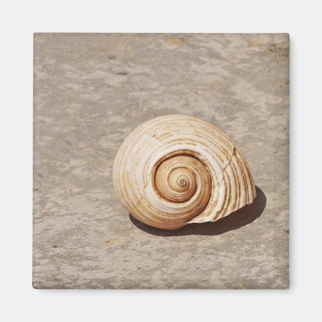 SeaShell Magnet (Front)