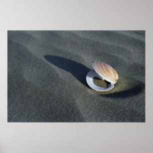 Seashell, New Zealand Poster