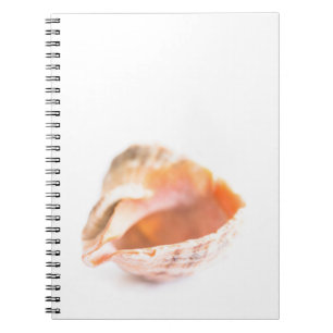 Seashell Notebook