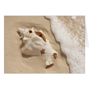 Seashell On Beach   Grand Turk Caribbean Island