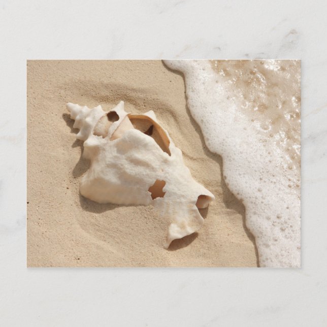 Seashell On Beach | Grand Turk Caribbean Island Postcard (Front)