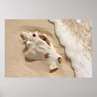 Seashell On Beach | Grand Turk Caribbean Island