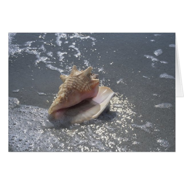 Seashell On Beach | Sanibel Island, Florida (Front Horizontal)