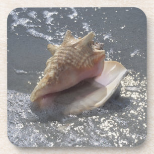 Seashell On Beach   Sanibel Island, Florida Coaster