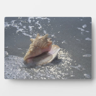 Seashell On Beach Sanibel Island, Florida Plaque
