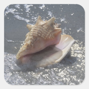 Seashell On Beach   Sanibel Island, Florida Square Sticker