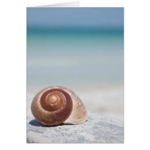 Seashell On Beach St. Petersburg, Fl