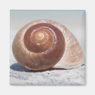 Seashell On Beach   St. Petersburg, Fl Magnet