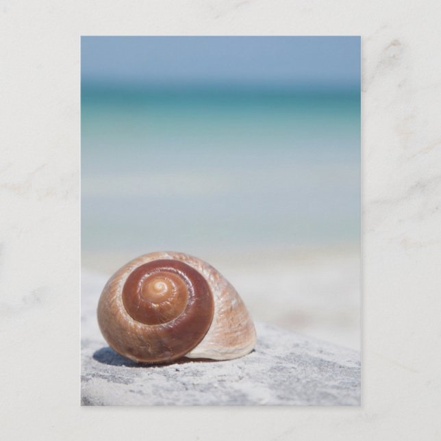 Seashell On Beach | St. Petersburg, Fl Postcard (Front)