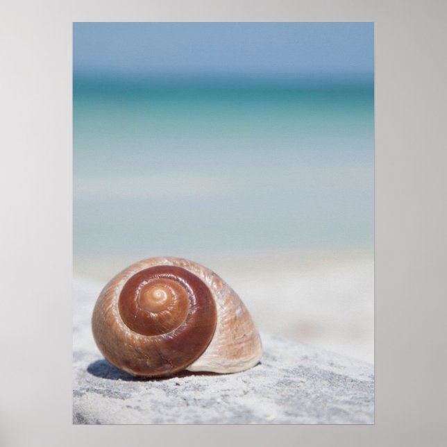 Seashell On Beach | St. Petersburg, Fl Poster (Front)