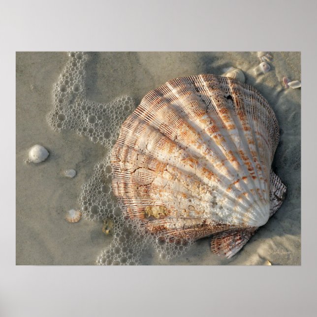 Seashell On The Beach Poster (Front)