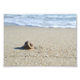 Seashell Photo Print