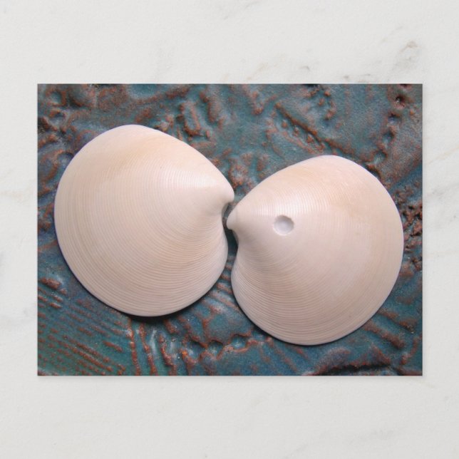 Seashell Photography Blank Postcard (Front)