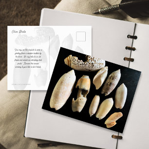 Seashell Photography Olive Shells Postcard