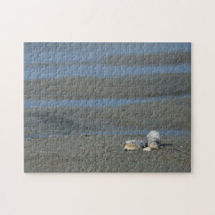 Seashell Pile Jigsaw Puzzle