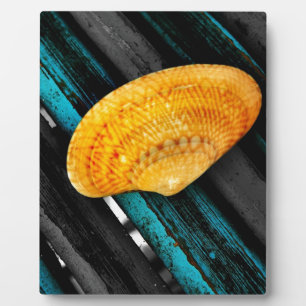 seashell plaque
