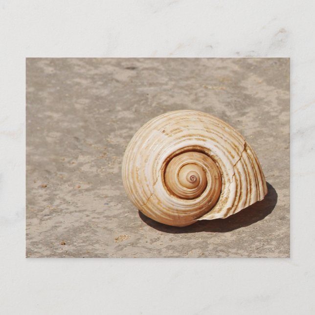 SeaShell Postcard (Front)