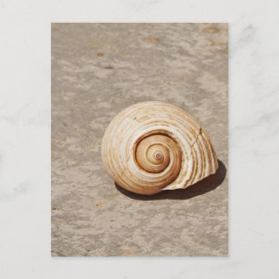 SeaShell Postcard