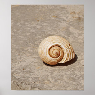 SeaShell Poster