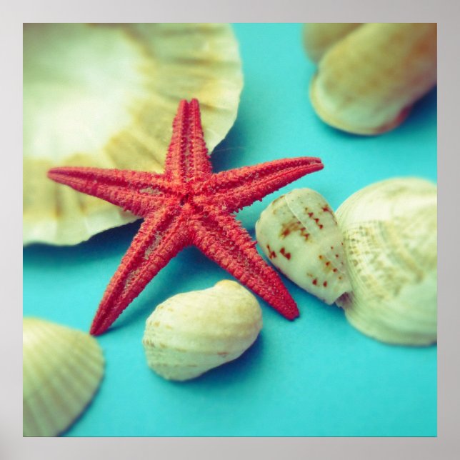 seashell print (Front)